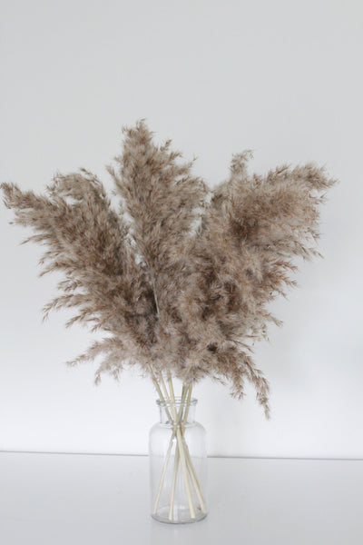 Neutral Dried Pampas Grass