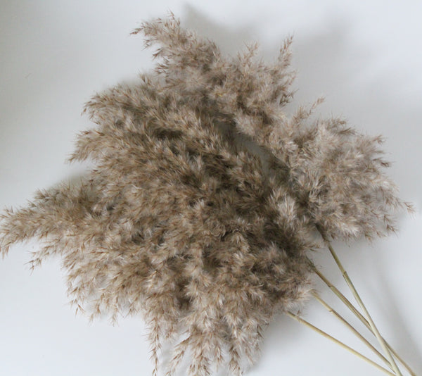 Neutral Dried Pampas Grass