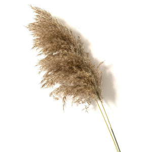 Neutral Dried Pampas Grass