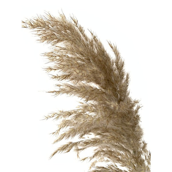 Neutral Dried Pampas Grass